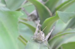 Cyrtacanthacris tatarica