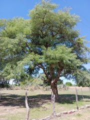 Sclerocarya birrea
