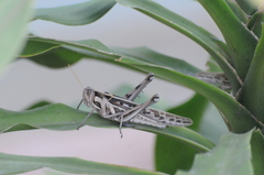 Cyrtacanthacris tatarica