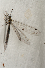 Protoplectrini