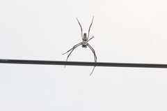 Trichonephila antipodiana
