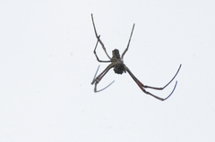 Trichonephila antipodiana