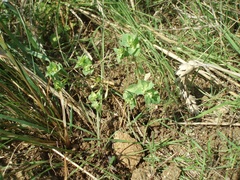 Euphorbia falcata