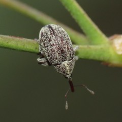 Anthonomus grandis thurberiae