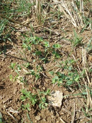 Euphorbia falcata