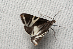 Phrataria bijugata