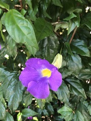 Thunbergia