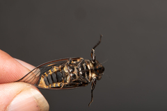 Auscala spinosa