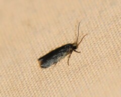 Hoplostega ochroma