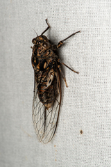 Auscala spinosa