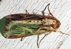Spodoptera dolichos