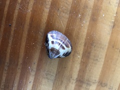 Tivela mactroides