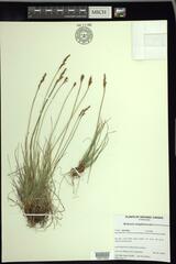Carex simpliciuscula