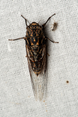 Auscala spinosa