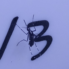 Stegomyia