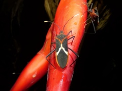 Leptoscelis tricolor