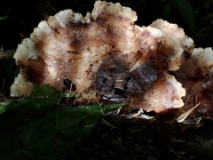 Cymatoderma dendriticum