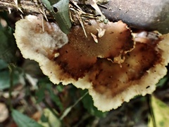 Cymatoderma dendriticum
