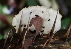 Cymatoderma dendriticum