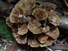 Cymatoderma dendriticum