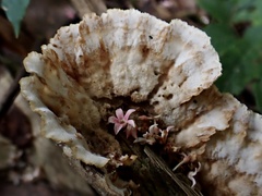 Cymatoderma dendriticum