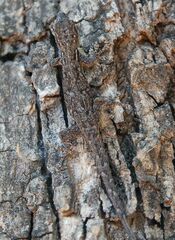 Lygodactylus chobiensis