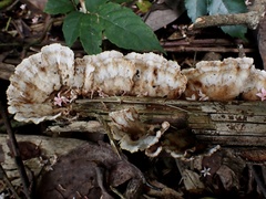 Cymatoderma dendriticum