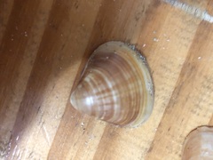 Tivela mactroides