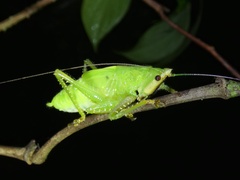 Copiphora brevirostris