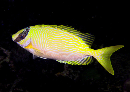 Bluelined rabbitfish (Siganus puellus) — Siganidae