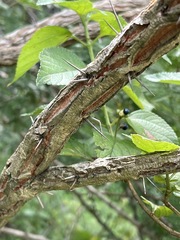 Acacia davyi image
