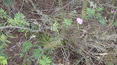 Tephrosia capensis capensis