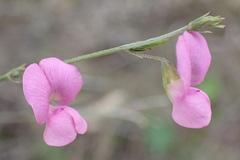 Tephrosia capensis capensis