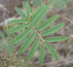 Tephrosia capensis capensis