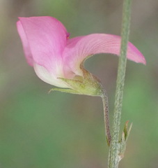 Tephrosia capensis capensis