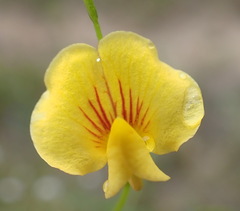 Zornia capensis