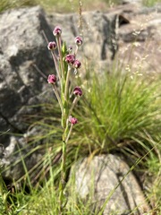 Zaluzianskya elongata