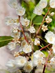 Elaeocarpus