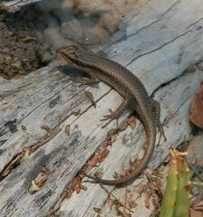 Trachylepis wahlbergii