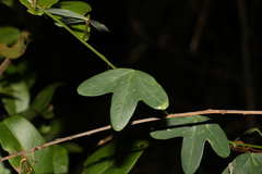 Passiflora aurantia