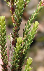 Erica recta