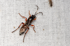 Ichneumon promissorius