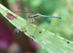 Hemistigma albipunctum