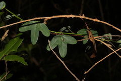 Passiflora aurantia