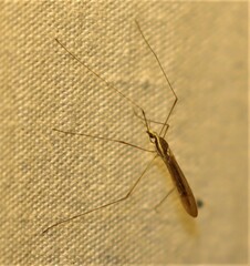 Chioneinae
