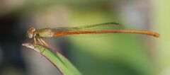 Ceriagrion
