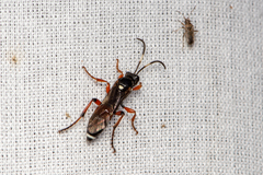Ichneumon promissorius