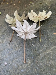 Cecropia obtusifolia