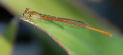Ceriagrion
