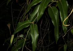 Parsonsia brisbanensis